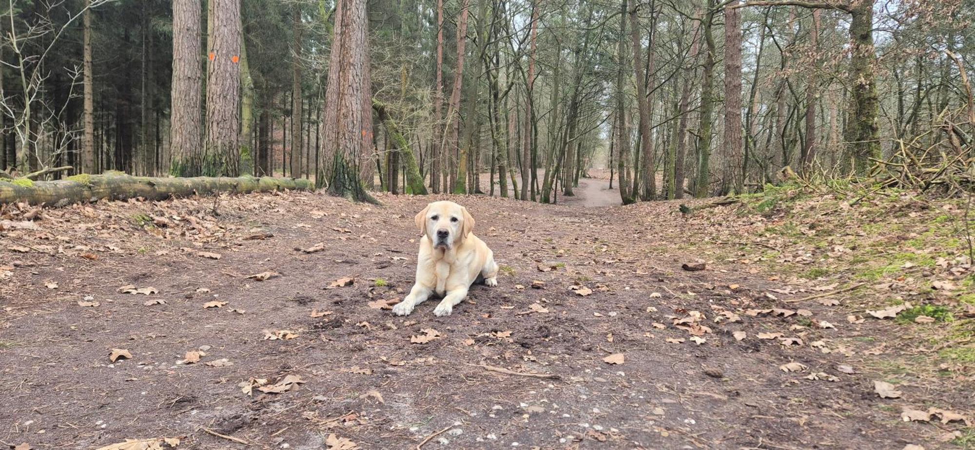 Het Veluwse Boshuisje Knus Chalet Met Omheinde Tuin Op De Veluwe Hoenderloo Ngoại thất bức ảnh