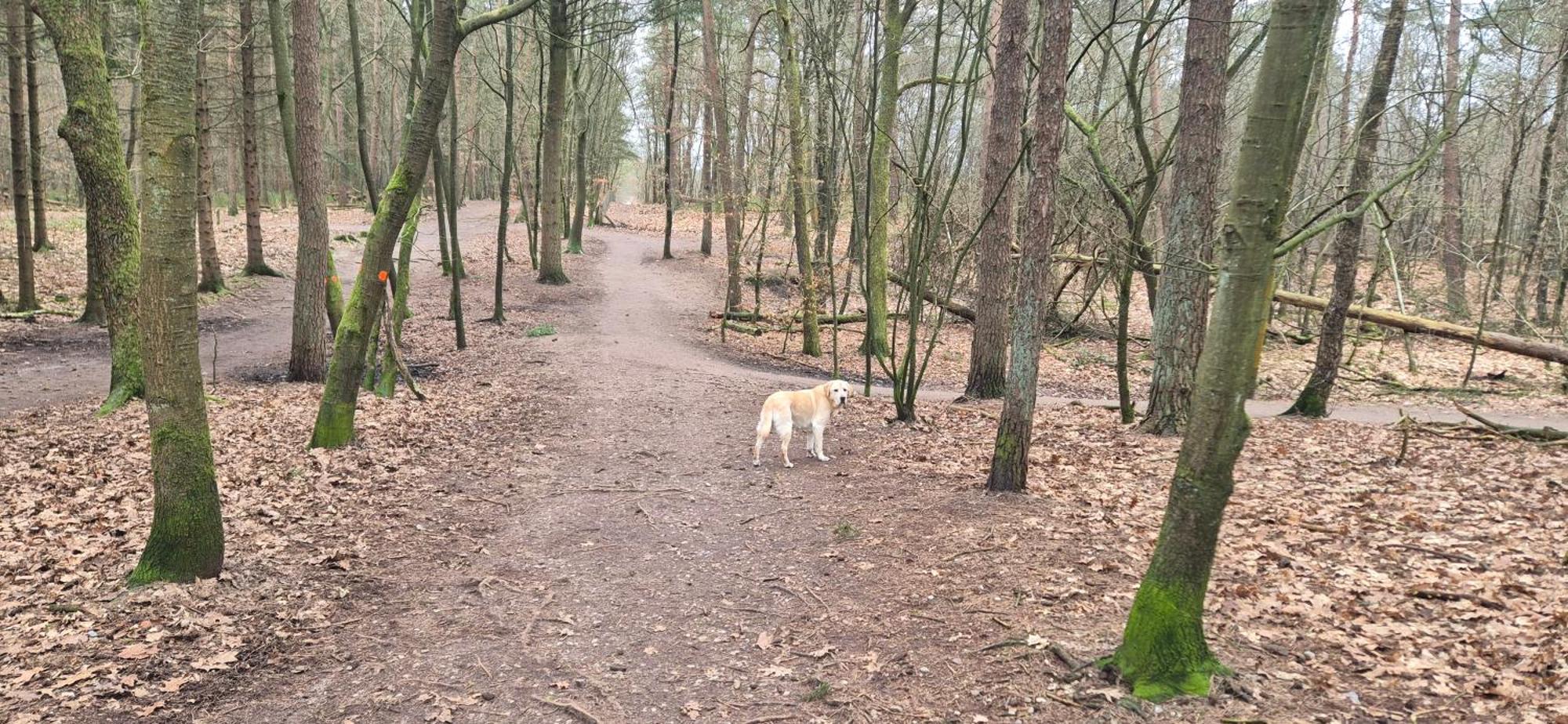 Het Veluwse Boshuisje Knus Chalet Met Omheinde Tuin Op De Veluwe Hoenderloo Ngoại thất bức ảnh